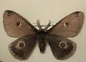 Saturnia mendocino - Hodges#7751 - photo 4