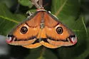 Saturnia walterorum - Hodges#7752 - photo 3