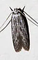 Calosima albapenella - Hodges#1647