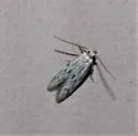 Calosima albapenella - Hodges#1647 - photo 3