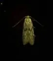 Calosima albapenella - Hodges#1647 - photo 4