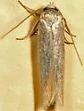 Calosima argyrosplendella - Hodges#1168