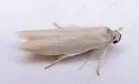 Calosima argyrosplendella - Hodges#1168 - photo 2