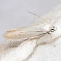 Eastern pine catkin borer moth - Hodges#1169