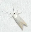 Eastern pine catkin borer moth - Hodges#1169 - photo 3
