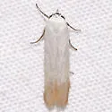 Eastern pine catkin borer moth - Hodges#1169 - photo 4
