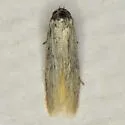 Eastern pine catkin borer moth - Hodges#1169 - photo 5