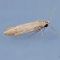 Calosima lucidella - Hodges#1169.1