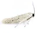 Calosima lucidella - Hodges#1169.1 - photo 2