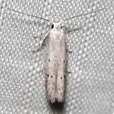 Calosima lucidella - Hodges#1169.1 - photo 3