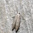 Calosima lucidella - Hodges#1169.1 - photo 4