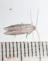 Calosima lucidella - Hodges#1169.1 - photo 5