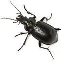 Calosoma affine