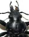 Calosoma affine - photo 2
