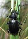 Calosoma affine - photo 3