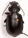 Calosoma affine - photo 4