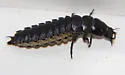 Calosoma affine - photo 5