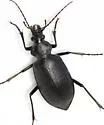 Calosoma angulatum