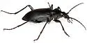 Calosoma angulatum - photo 2