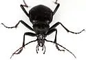 Calosoma angulatum - photo 3