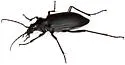 Calosoma angulatum - photo 4
