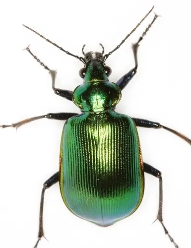 Calosoma aurocinctum