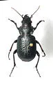 Calosoma cancellatum