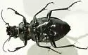 Calosoma cancellatum - photo 2