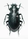 Calosoma cancellatum - photo 3