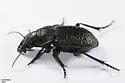Calosoma cancellatum - photo 4