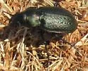 Calosoma cancellatum - photo 5