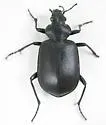 Calosoma eremicola