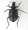 Calosoma eremicola - photo 2