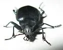 Calosoma eremicola - photo 3