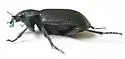 Calosoma eremicola - photo 4