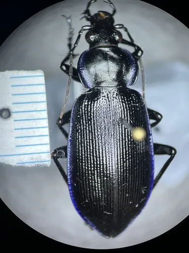 Narrow Searcher - Calosoma externum