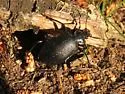 Calosoma frigidum - photo 2