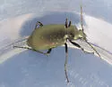 Calosoma frigidum - photo 3