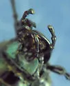 Calosoma frigidum - photo 4