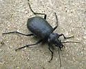 Calosoma frigidum - photo 5
