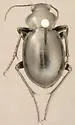 Calosoma latipenne - photo 2