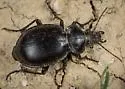 Calosoma latipenne - photo 3