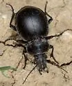 Calosoma latipenne - photo 4