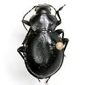 Calosoma latipenne - photo 5