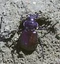 Calosoma lepidum - photo 2