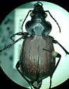 Calosoma lepidum - photo 3