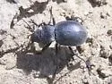 Calosoma luxatum - photo 2