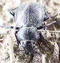 Calosoma luxatum - photo 3