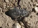 Calosoma luxatum - photo 4