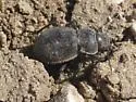 Calosoma luxatum - photo 5